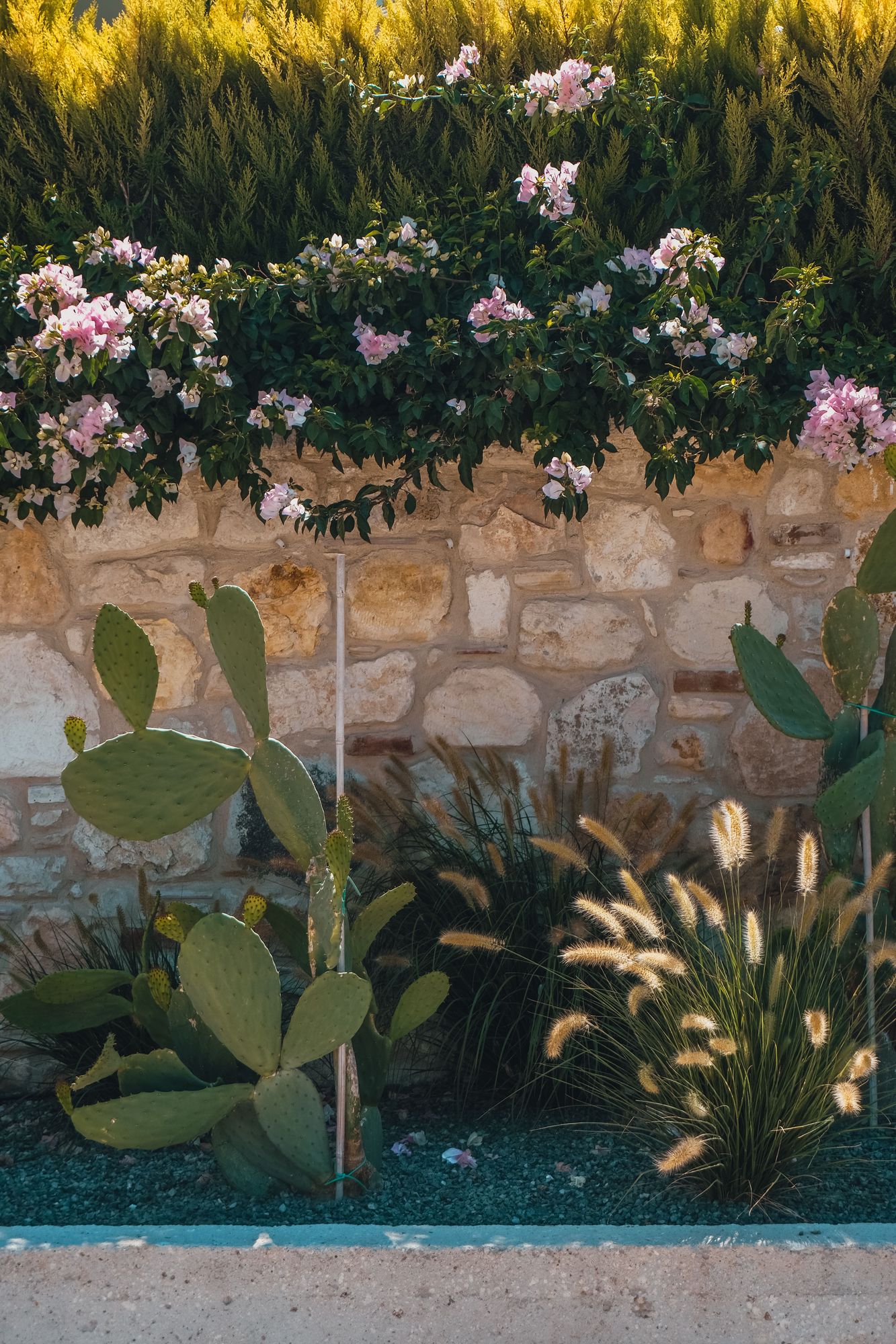 Desert Landscaping in Gilbert, AZ: Native Plants That Earn Their Place