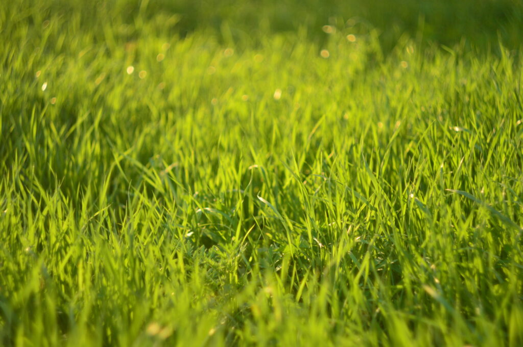 Lush green sod in a well-maintained lawn, showcasing professional sod installation services by Core Landscape in Phoenix, AZ.