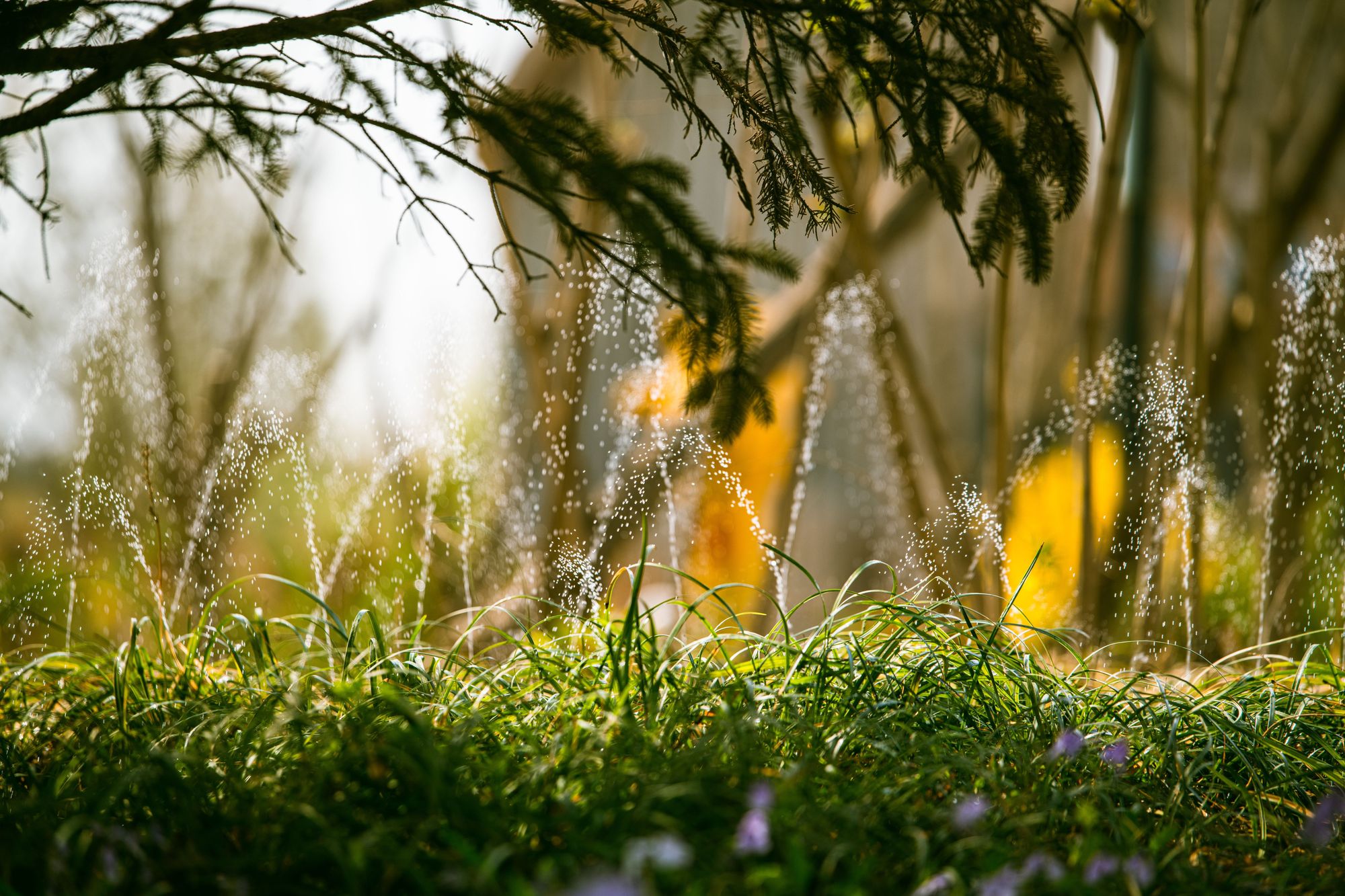 Irrigation in Gilbert, AZ: Watering Smart in the Sonoran Desert