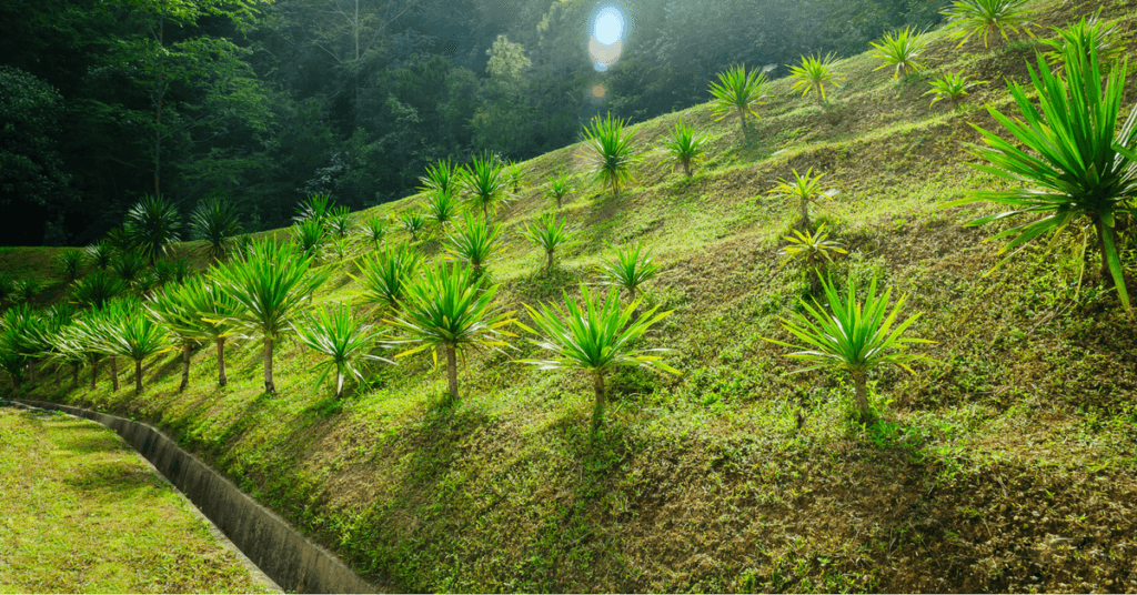 Landscape grading and mounding with lush green plants on sloped terrain, showcasing effective drainage solutions in Arizona.