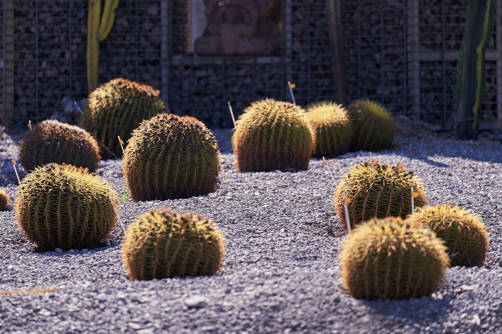 Landscape Maintenance in Gilbert, AZ: Keeping a Desert Yard Looking Its Best