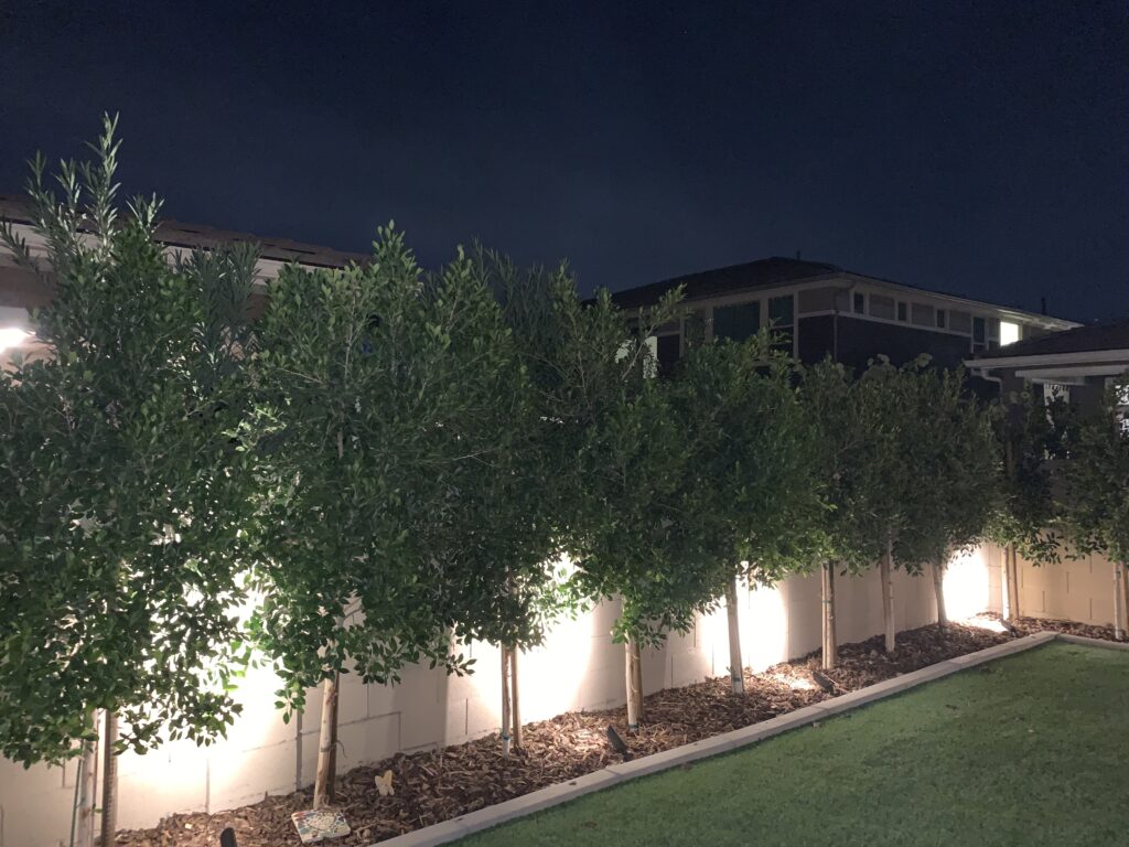 Low-voltage landscape lighting illuminating a row of trees along a garden path in a residential area, enhancing outdoor aesthetics in Phoenix, AZ.