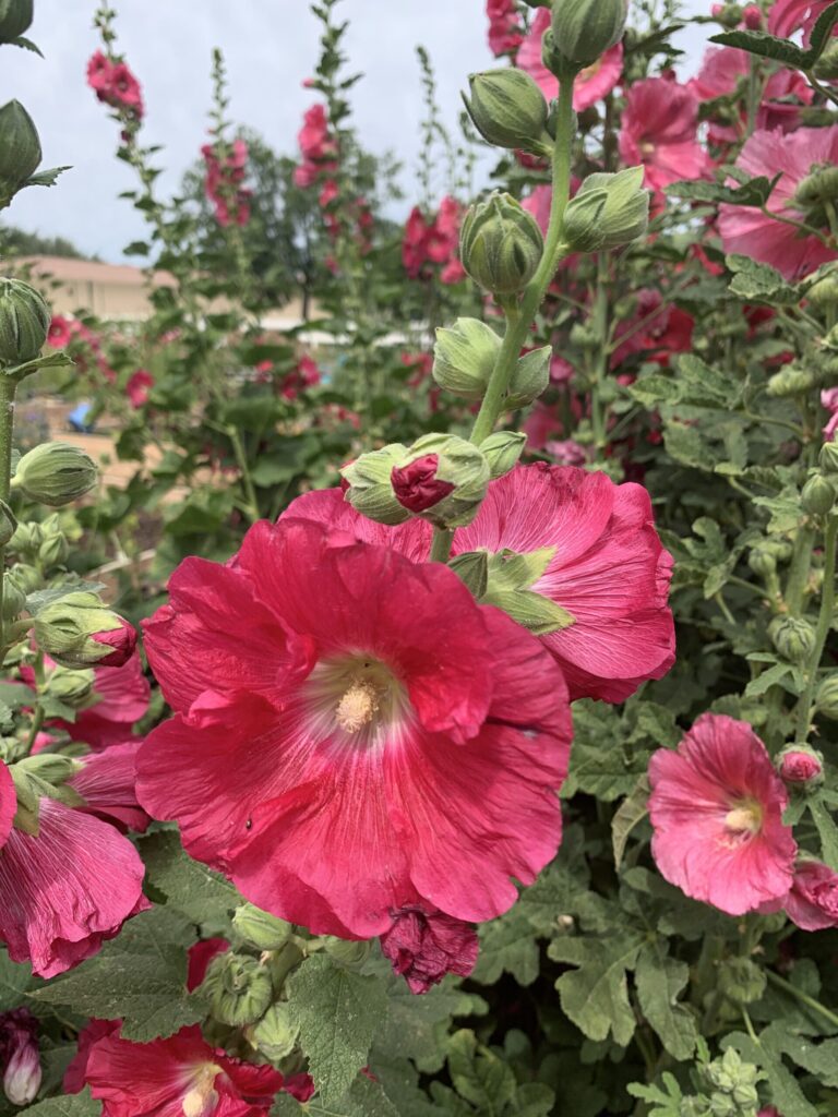 Vibrant pink hollyhock flowers in a lush garden setting, showcasing annual color installation for Arizona landscapes by Core Landscape.