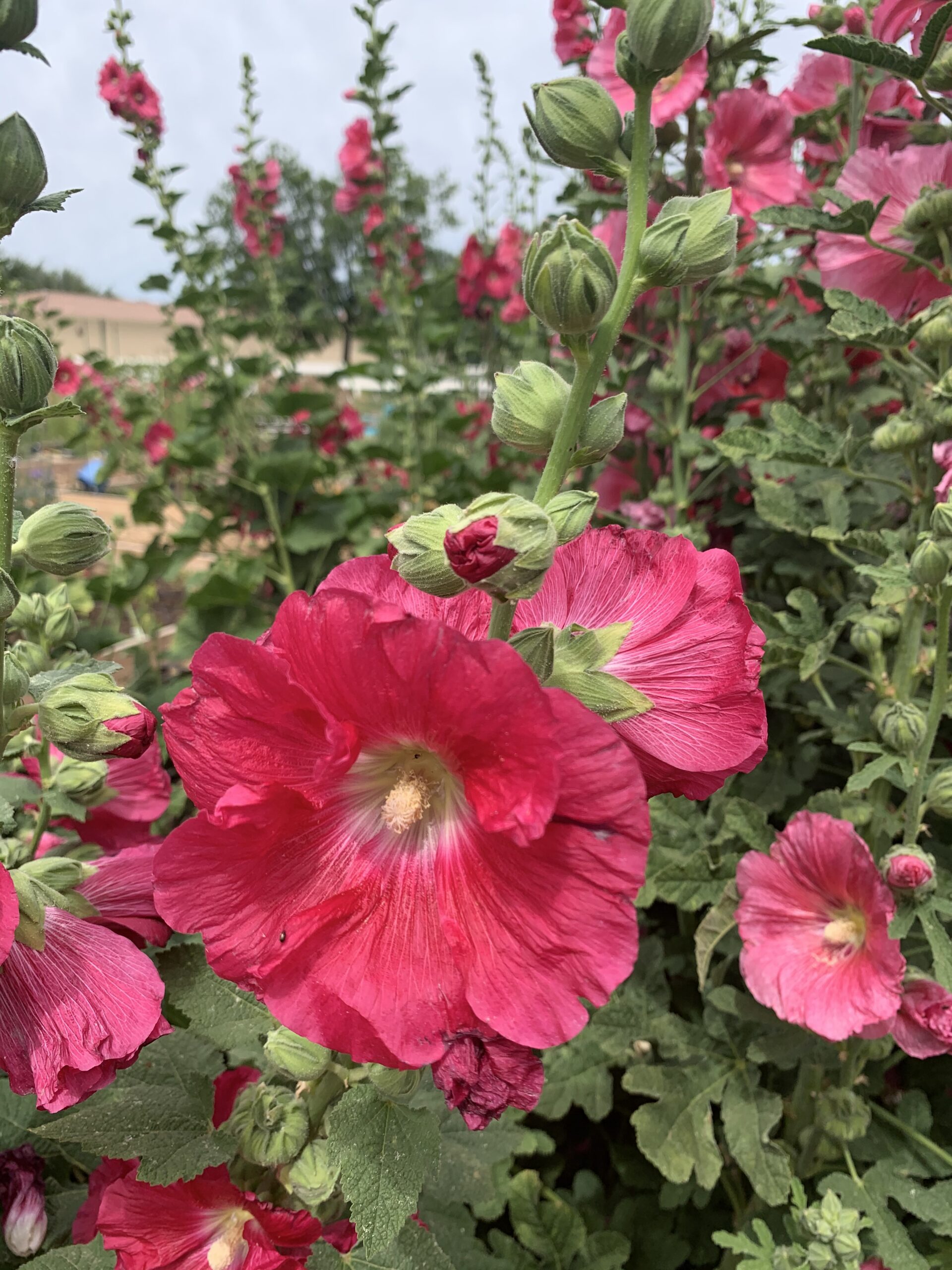 Vibrant pink hollyhock flowers blooming in a lush garden, showcasing colorful annuals for Arizona landscapes, emphasizing Core Landscape's plant installation services.